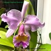 Cattleya Maggie Raphael lavender первое цветение